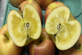 近年大人気！　蜜が入りやすく、パインの様な味わい　葉とらず“こうとく”　贈答用　約3キロ　限定販売！