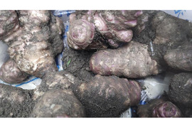 美味しい 菊芋　大和郡山　800g　キクイモ　農薬不使用 トピナンブール