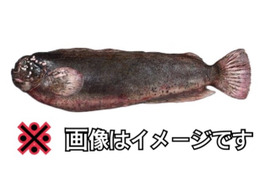 ～知床らうす直送～【珍魚】ボンズギンポ オマケ付き