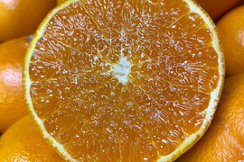 大トロ　家庭用せとか5kg