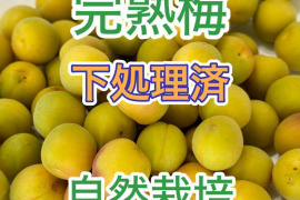 自然栽培 完熟ありが梅 1.2kg 下処理不要で梅仕事なんと3分! 殺菌洗浄済でカビなどの失敗しにくい しかも完成も早いよ! 残りわずか