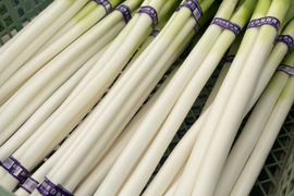 【達人のネギ】秋田県能代市産 白神の長ネギ　Lサイズ　5キロ　45本