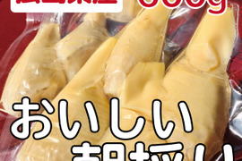 【朝採り】新鮮タケノコの水煮600ｇ（広島より無農薬で栽培）「うまい！たけのこ」