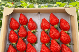 プレミアムいちご 『あまりん』&『べにたま』or『かおりん』食べ比べセット 8粒、9粒、11粒、15粒のいずれか 250g×2パック入り