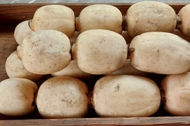 【今が旬】産地白石町のあま〜いシャキシャキ蓮根10kg (1つの大きな袋に入れます)