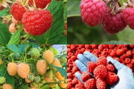 4品種食べ比べ！北海道十勝産冷凍ラズベリー（赤3種/黄　各250gずつ）［計1kg］