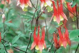 2個セット アクイレギア リトルランタン （オダマキ） 宿根草 多年草