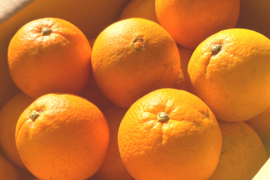 【今が旬の柑橘】こだわりのネーブルオレンジ【農薬使用量30％未満】約4kg 15個程度