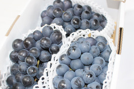 その他ぶどうの通販｜ぶどう｜食べチョク｜産地直送(産直)お