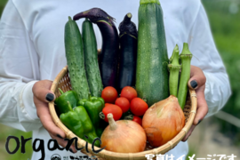 旬の農薬化学肥料不使用・野菜セット『Lサイズ』５〜６人分