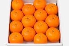 【数量限定・屋久島からの贈りもの】厳選されたたんかん！　屋久島産　贈答用たんかん　3kg　3Lサイズ 14個入り