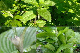 初夏の香味野菜ハーブセット