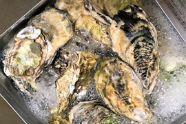 牡蠣のガンガン焼き　（冷凍）　（20個）(約2kg))（牡蠣ナイフ、片手用軍手付)