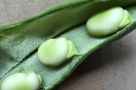 【 2022年分 先行予約】甘い甘い自慢のそら豆(1kg)