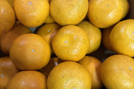 2026 新鮮でプリプリ！和歌山県産木なり八朔 S～2L サイズ混合 5kg