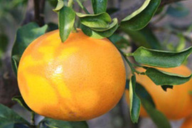 せとか　訳あり2kg　愛媛県産