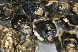 三重県産 小さめサイズの 岩牡蠣 （Mサイズ150～200g）8個入り
期間限定販売 牡蠣 貝類 海鮮バーベキューに BBQ
