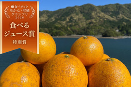 箱込み4kg 自然栽培の紅河内晩柑（ジューシーオレンジ）栽培期間中に農薬、化学肥料不使用　【熊本県天草特産】