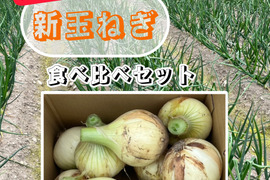 【予約販売】「淡路島の新玉ねぎ」食べ比べセット（七宝・ボルト）3kg（サイズ混合）