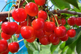 フルーツの里！増毛町産さくらんぼ「紅秀峰」500g×2