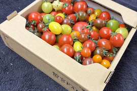 まるでトマトの宝石箱やぁ♪　思わずにっこり、龍宮ジュエリー（1.0ｋｇ）【トマト食べ比べ】