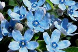 2個セット オキシペタラム ブルースター  イングリッシュガーデン  ブルーガーデン 花苗 多年草 宿根草