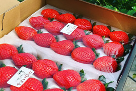 【贈答用】品評会最高金賞受賞 朝採れ甘熟いちご (800g x 1箱) 家族みんなでおいしく召し上がれます♬