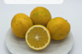 スイートレモネード【2㎏】（S～2Lサイズ）