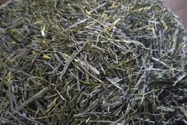 煎茶（2026） ごこう 新茶 加茂自然農園のお茶　農薬・肥料不使用　緑茶