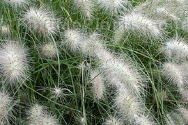 2個セット  グラス ペニセタム ビロサム （ギンギツネ） オーナメントグラス  イングリッシュガーデン 花苗 多年草 宿根草