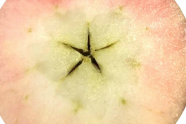 【５６～６０玉・バラ詰め】紅玉!! 家庭用🍎スイーツ、お菓子に使える🍎約4.5Kg　玉指定　青森県産　こうぎょく