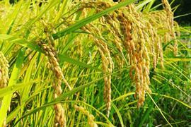 【R8年産 新米】農薬不使用・自然栽培米コシヒカリ（白米）5kg