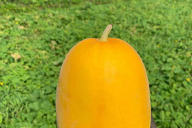 【有機JAS認証】農薬不使用 オーガニックまくわうり 5kgセット ギフトボックス入り♪