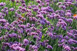 2個セット バーベナ ボナリエンシス バニティ  宿根草 多年草 花壇苗 イングリッシュガーデン