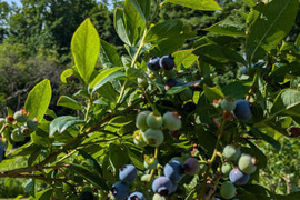今が旬!!　北海道仁木町産冷凍大粒ブルーベリー3kg【加工用】