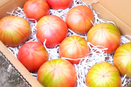 【限定deka】子どもも喜ぶ北海道産優しい旨みトマト