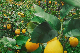 完熟 平戸島レモン
家庭用（B級品） 5キロ【長崎県平戸島産】