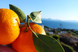 Ｌサイズ　箱込み5kg　家庭用（早生）山口岩国みかん　瀬戸内の恵み甘酸っぱいフレッシュなお味をお届けします！