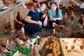 京都奥丹波、純国産鶏の平飼い卵24個　非遺伝子組み換え飼料