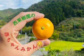 見た目は赤ちゃんサイズ👶でも味は濃厚！西果樹園【超小玉みかん】５キロ