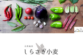 【自然栽培】旬の野菜セット+しらさぎ小麦粉（800g）
