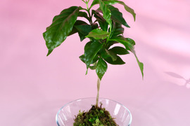 〜優しい空間を〜　苔玉コーヒーの木