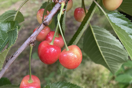 【高砂】家庭用グラデーションセット 🍒1キロ🍒【双子ちゃんが入るかも】【訳あり】【さくらんぼ】