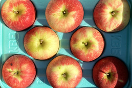 【2025年産完売御礼】訳ありご家庭用🍎酸味はマイルドで甘い「サンつがる」3kg 低農薬で皮ごとおいしい 農薬半減＋化学肥料不使用で青森県特別栽培農産物認証取得