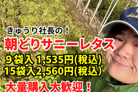 数量限定朝どれ【サニーレタス】15袋  常温配送