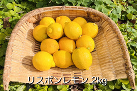 [自然栽培]リスボンレモン(1kg)栽培期間中農薬不使用、肥料不使用