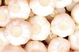 【にんにく好き待望‼】生にんにく500g(4~7個程)ホクホクと香りの衝撃！今だけ味わえる掘りたての瑞々しさ