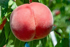 なつっこ3kg【自宅用】訳あり品🍑数量限定🍑【朝どれ】直送🍑朝採り🍑硬い桃🍑糖度高め酸味少なめ🍑パリパリ硬めでジューシー甘い🍑熟すとなめらか食感🍑8月上旬頃～収穫予定🍑お得🍑