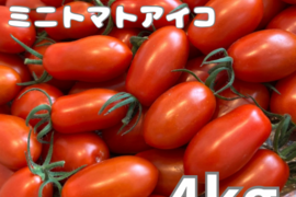 ミニトマトアイコ4kg
