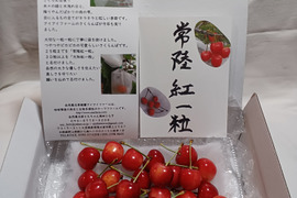 自然栽培のさくらんぼ25粒箱入り常陸紅一粒　品種おまかせ　60サイズクール便